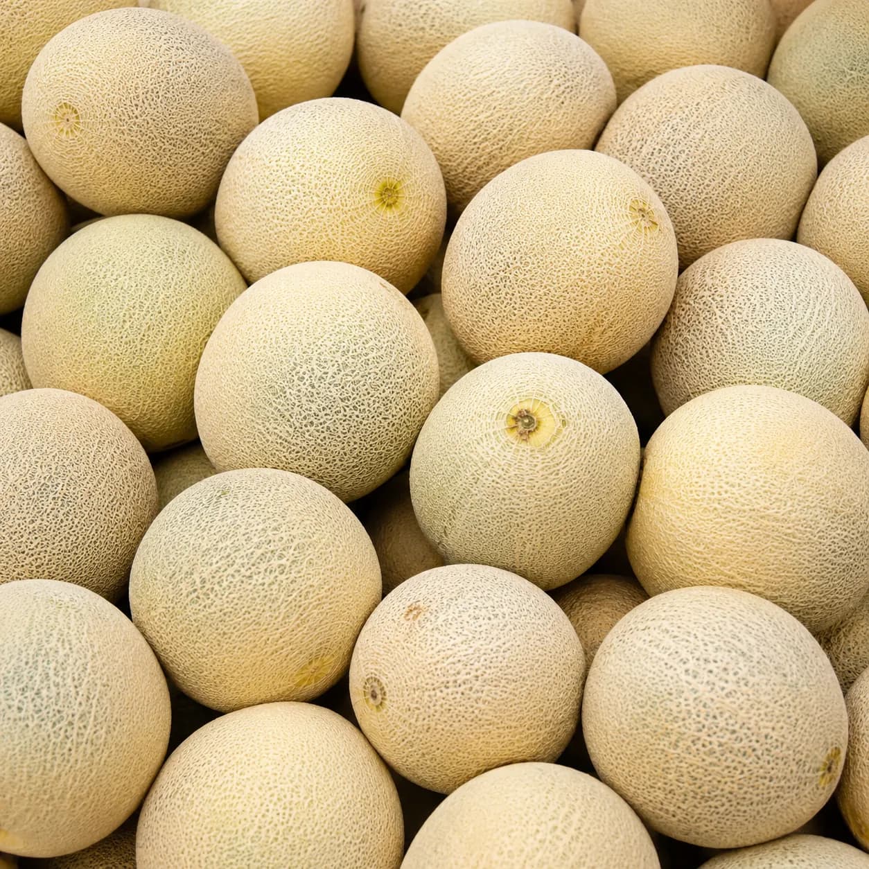 sardha (Kharbuja)