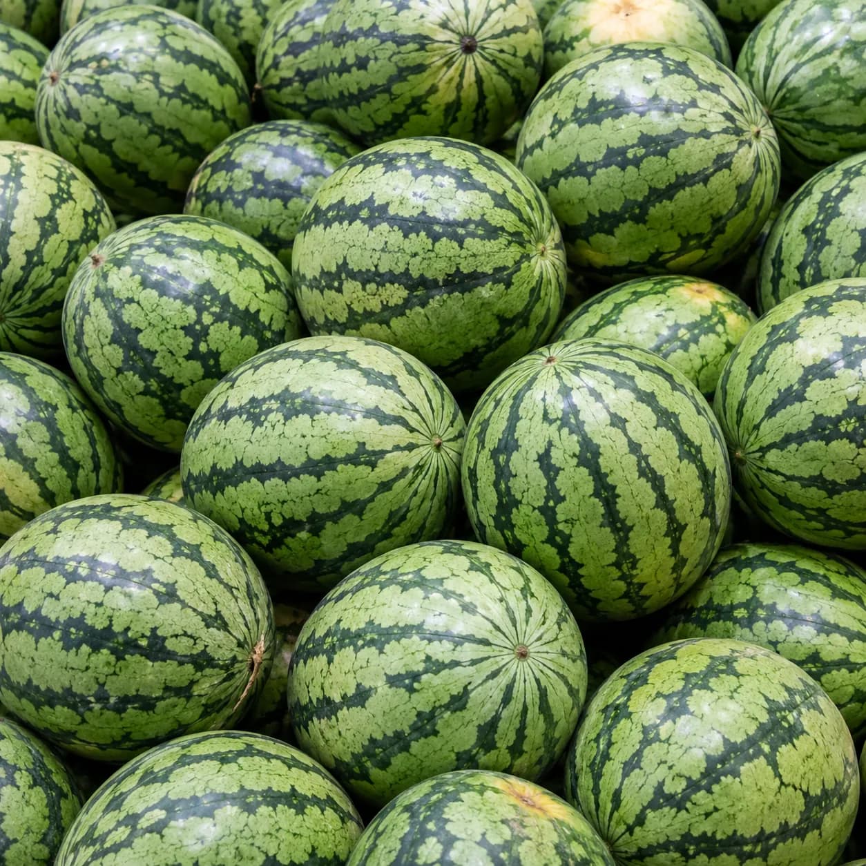 Tarbooz